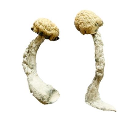 Trinity Magic Mushrooms