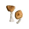 Burmese Magic Mushrooms