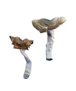 Florida White (F+) Magic Mushrooms