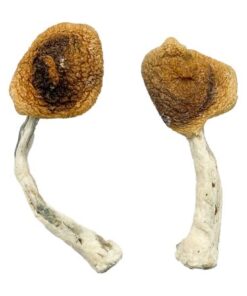 Ghelga Magic Mushrooms