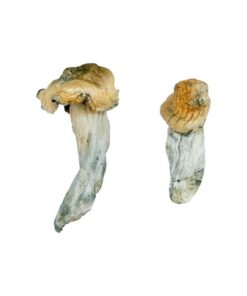 Gold-Member Magic Mushrooms