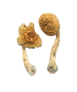 Golden Mammoth Magic Mushrooms