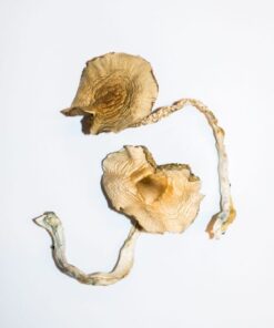 Golden Teachers Magic Mushrooms