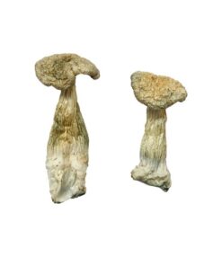 Leucistic Burma Magic Mushrooms