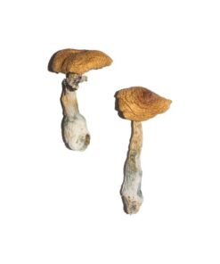 Penis Envy 6 (PE6) Magic Mushrooms
