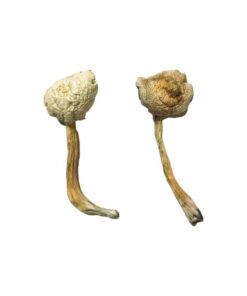 Rusty Whyte Magic Mushrooms