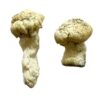 Shakti (Albino Malabar) Magic Mushrooms