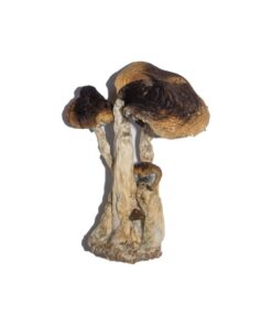South American Magic Mushrooms