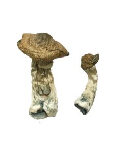 Tri-Colour Ecuadorian Magic Mushrooms