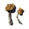 Wollongong Magic Mushrooms