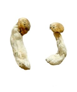 Yeti Magic Mushrooms